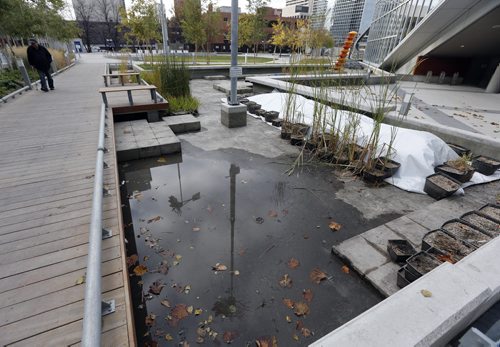 Millennium Library pond , the water garden was drained apparently yesterday  (Wed) leaving hundreds of fish flopping around to die .No fish were observed today (Thursday) the potted plants are stored , covered or stacked in the pond-  KEN GIGLIOTTI / Oct. 24 2013 / WINNIPEG FREE PRESS