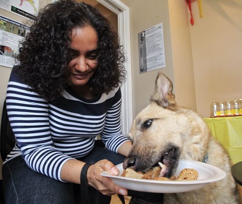 Sherri-Lyn Kowalchuk holds onto the plate as her Shepard-Husky cross, Annabelle, 9, chows down at the Anderson Animal Hospital and Wellness Centre. The hospital is hosting a post chemotherapy celebration for three dogs (two German Shepards and one Shepard-Husky cross) who were diagnosed with Lymphoma (lymph node cancer) all around the same time. All three dogs went though 25 weeks of chemotherapy and the cancer has gone into remission in all of them. 131024 - October 24, 2013 MIKE DEAL / WINNIPEG FREE PRESS
