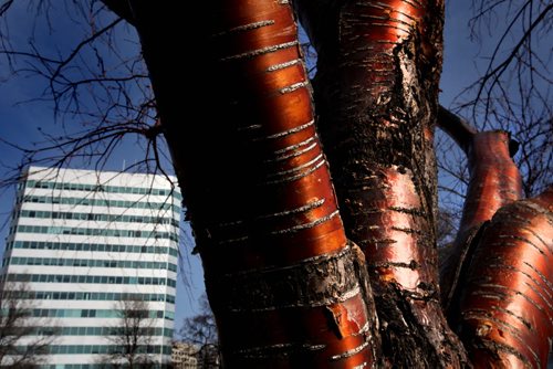 A red birch tree shines like curved, copper piping in the afternoon sunshine on the east side of the legislative grounds Tuesday afternoon.   October 29 2013 Ruth Bonneville / Winnipeg Free Press