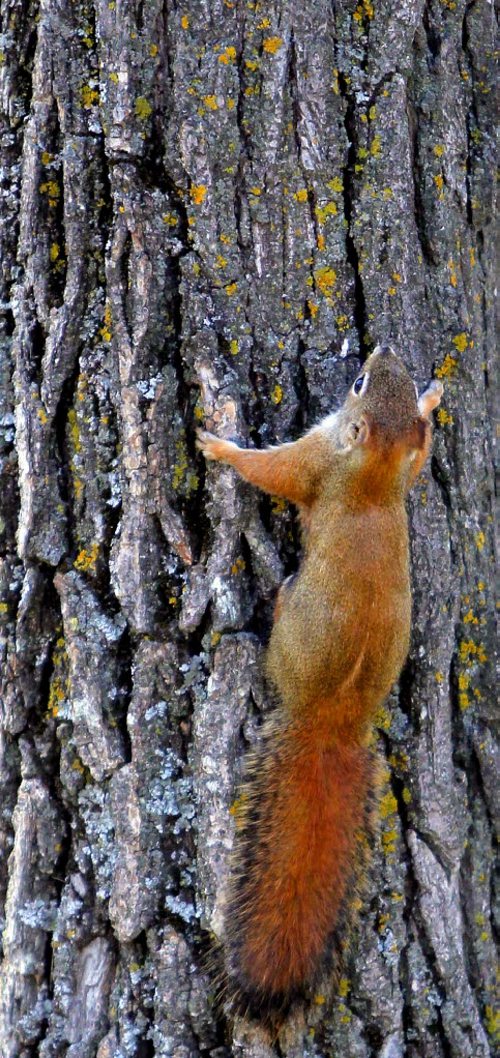 STANDUP - A red squirrel enjoys the Zoo. BORIS MINKEVICH / WINNIPEG FREE PRESS  October 29, 2013