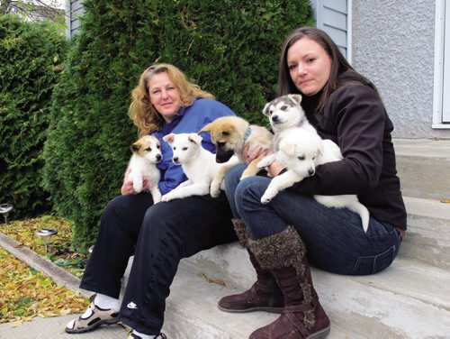 Canstar Community News 24/10/2013- Debra Vandekerkhove and Jill Britton of the Norway House Animal Rescue with a number of puppies looking for new homes. Vandekerhouve is organizing a Waffle Breakfast in hopes of raising money for their contraceptive implant program in Norway House. (CANSTARNEWS/STEPHCROSIER)