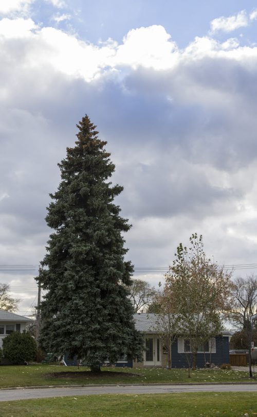 131101 Winnipeg - DAVID LIPNOWSKI / WINNIPEG FREE PRESS (November 01, 2013)  This Blue Spruce at 506 Stalker Bay will be cut down and used as the Christmas Tree at City hall this year.