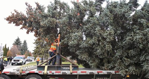 A 35-year-old, 12 metre-high Colorado Blue Spruce, donated by the Guy Sever family at 506 Stalker Bay, will be this year's citizen-donated Christmas tree at City Hall. 131103 November 3, 2013 Mike Deal / Winnipeg Free Press