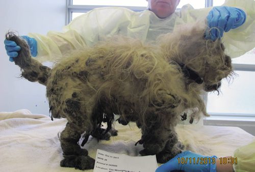 Canstar Community News 01/11/2013-Cyrus was picked up off the streets of Winnipeg with over 30-lbs of matted fur all over this body. He couldnÄôt wag his tail before an intense haircut where the WHS had to sedate him. (STEPHCROSIER/CANSTARNEWS)