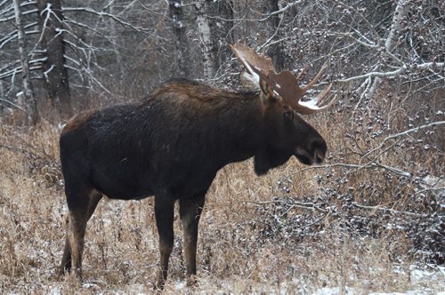 A bull moose in Riding Mountain National Park See Alex Paul Moose feature- Nov 06, 2013   (photo by Dr. Vince Crichton / WINNIPEG FREE PRESS)