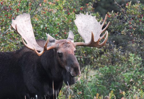 A bull moose in Riding Mountain National Park See Alex Paul Moose feature- Nov 06, 2013   (photo by Dr. Vince Crichton / WINNIPEG FREE PRESS)