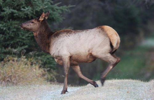 A elk while on a walk with Dr. Vince Crichton- Certified Wildlife Biologist in Riding Mountain National Park See Alex Paul Moose feature- October 2013   (JOE BRYKSA / WINNIPEG FREE PRESS)