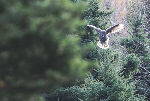A great horned owl while on trip with Dr. Vince Crichton- Certified Wildlife Biologist in Riding Mountain National Park See Alex Paul Moose feature- October 2013   (JOE BRYKSA / WINNIPEG FREE PRESS)