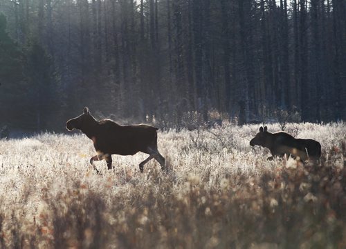 A cow moose and her calf as seen on trip with Dr. Vince Crichton- Certified Wildlife Biologist in Riding Mountain National Park See Alex Paul Moose feature- October 2013   (JOE BRYKSA / WINNIPEG FREE PRESS)