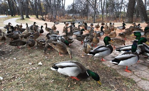 Duckapoloza A large group of ducks looks for food in Kildonan Park Wednesday- Perhaps they know that snow is heading to the Winnipeg area this weekend-Standup photo- November 06, 2013   (JOE BRYKSA / WINNIPEG FREE PRESS)