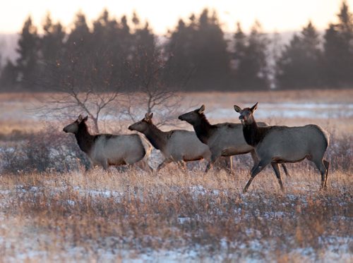 Female elk in Riding Mountain National Park Tuesday evening at sunset- Elk are park of the 297,300 hectares natural protected habitat in the land called the Manitoba Escarpment    Standup photo- Nov 12, 2013, 2013   (JOE BRYKSA / WINNIPEG FREE PRESS)