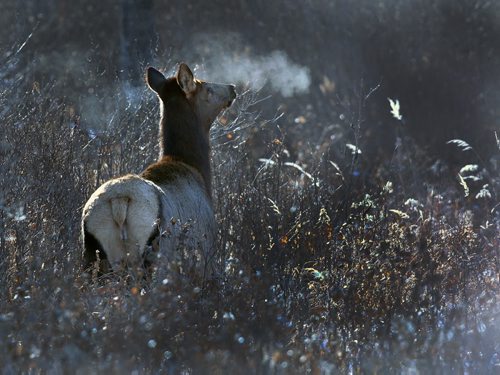 A female elk in Riding Mountain National Park Wednesday- Elk are park of the 297,300 hectares natural protected habitat in the land called the Manitoba Escarpment    Standup photo- Nov 13, 2013   (JOE BRYKSA / WINNIPEG FREE PRESS)