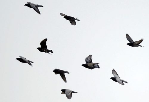 PIGEON POWER - A flight of Pigions elegantly present themselves in the skies over Main Street in Winnipeg. Pigeons constitute the bird clade Columbidae, that includes some 310 species. BORIS MINKEVICH / WINNIPEG FREE PRESS  November 18, 2013