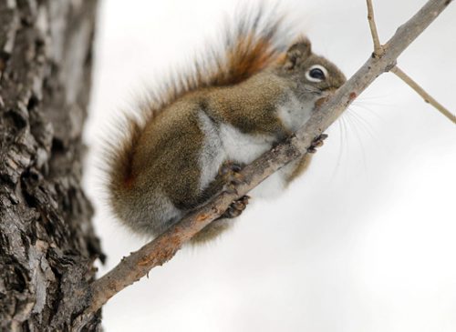 THIS WEATHER IS NUTS - A red squirrel clings onto a tree branch in North Winnipeg Monday. The first snow this weekend and cold weather flung the creature into winter mode. BORIS MINKEVICH / WINNIPEG FREE PRESS  November 18, 2013