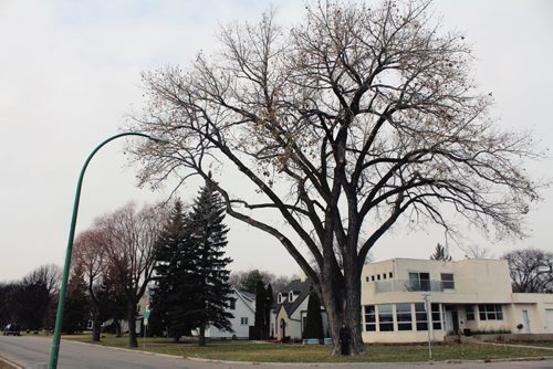Canstar Community News Julie Turenne-Maynard stands in front of the winning tree on Lyndale Drive. (JORDAN THOMPSON)