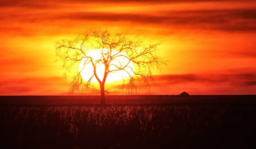 A prairie sun set - The sun sets casting a tree into silhouette south of the City of Winnipeg Sunday evening.  131124 - November 24, 2013 MIKE DEAL / WINNIPEG FREE PRESS