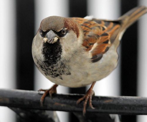 A sparrow munches on some bread at The Forks Monday morning. Sparrows are physically similar to other seed-eating birds, such as finches, but have a vestigial dorsal outer primary feather and an extra bone in the tongue.This bone, the preglossale, helps stiffen the tongue when holding seeds.(from wiki). BORIS MINKEVICH / WINNIPEG FREE PRESS  November 25, 2013