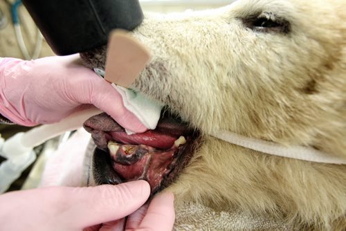 A team of veterinarians at the Assiniboine Park Zoo perform a dental procedure on Aurora the female polar bear cub who was brought to the Zoo from Churchill at the end of October.  131126 November 26, 2013 Mike Deal / Winnipeg Free Press