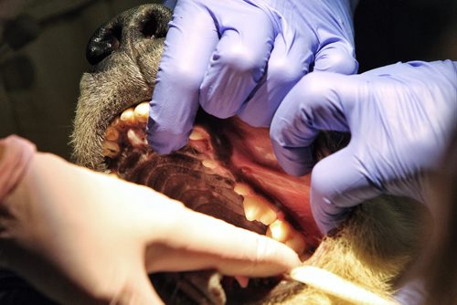 A team of veterinarians at the Assiniboine Park Zoo perform a dental procedure on Aurora the female polar bear cub who was brought to the Zoo from Churchill at the end of October. 131126 - November 26, 2013 MIKE DEAL / WINNIPEG FREE PRESS