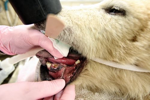 A team of veterinarians at the Assiniboine Park Zoo perform a dental procedure on Aurora the female polar bear cub who was brought to the Zoo from Churchill at the end of October. 131126 - November 26, 2013 MIKE DEAL / WINNIPEG FREE PRESS