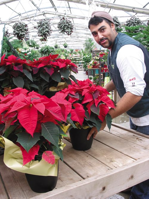 Canstar Community News Nov. 20, 2013 - Pritpal Singh Sandhu checks on some of the hundreds of colourful poinsettias available at Shelmerdine Garden Centre in Headingley. (ANDREA GEARY/CANSTAR COMMUNITY NEWS)
