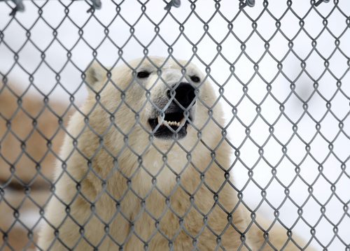 Storm is the newest polar bear to be available for the public to view at Assiniboine Park Saturday.  He was very shy as he gets used to his new surroundings. Nov 30, 2013 Ruth Bonneville / Winnipeg Free Press