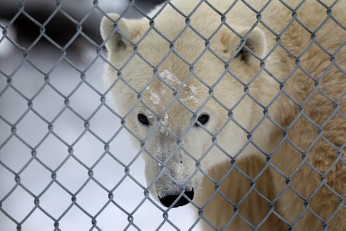 Storm is the newest polar bear to be available for the public to view at Assiniboine Park Saturday.  He was very shy as he gets used to his new surroundings. Nov 30, 2013 Ruth Bonneville / Winnipeg Free Press