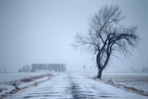 A lone tree bends in the wind  on a dirt road alongside Hwy Number One 15km west of Winnipeg as motorists make their way down the highway in blowing snow Wednesday afternoon.  Dec 04, 2013 Ruth Bonneville / Winnipeg Free Press