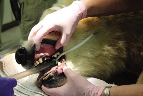 Canstar Community News A close-up look at Aurora's teeth. (JORDAN THOMPSON)