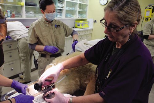 Canstar Community News Dr. Colleen O'Morrow, veterinary dentist with the Assiniboine Park Zoo, shows off Aurora the polar bear cub's teeth. The zoo's new cub was in for some dental work Tuesday morning. (JORDAN THOMPSON)