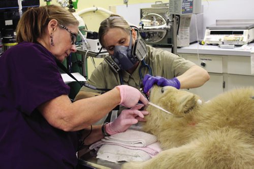 Canstar Community News Megan Desai (right), animal health technologist with the Assiniboine Park Zoo, holds Aurora's mouth open while veterinary dentist Dr. Colleen O'Morrow works on the cub. (JORDAN THOMPSON)