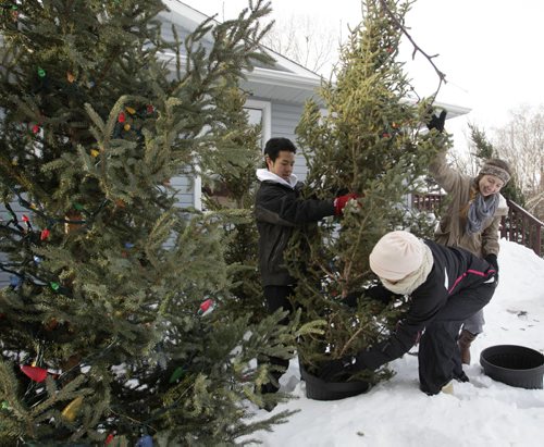 From left,  Andrew Saygnavong, Mikayla Johnson and Sarah Guenther along with four other Vincent Massey Collegiate students took part in a day of service helping putting on lights and setting up twelve Christmas tress in the front of  Brummitt Feasby ALS House Tuesday.  The ALS Society of Manitobas Annual Lite Up a Life Campaign kicked off on December 1st and runs until January 31st, donations to the ALS Society of Manitoba will literally light up a holiday tree in front of Canadas only ALS House at 106 Kirby Drive.Bulbs are 3 for $5.00 or 7 for $10.00 or light up a whole tree for just $150.00.  Lacoste Garden Centre donated the trees and sand to secure them. see release. Wayne Glowacki / Winnipeg Free Press Dec.10 2013