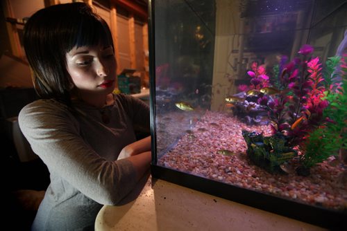 Erin Cornelius sits next to her fish tank in her home with 99 of the 400 goldfish she rescued from the outdoor pond at downtown library.   See  Sinclair Storyl Dec 11, 2013 Ruth Bonneville / Winnipeg Free Press
