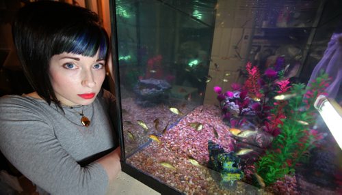 Erin Cornelius sits next to her fish tank in her home with 99 of the 400 goldfish she rescued from the outdoor pond at downtown library.   See  Sinclair Storyl Dec 11, 2013 Ruth Bonneville / Winnipeg Free Press