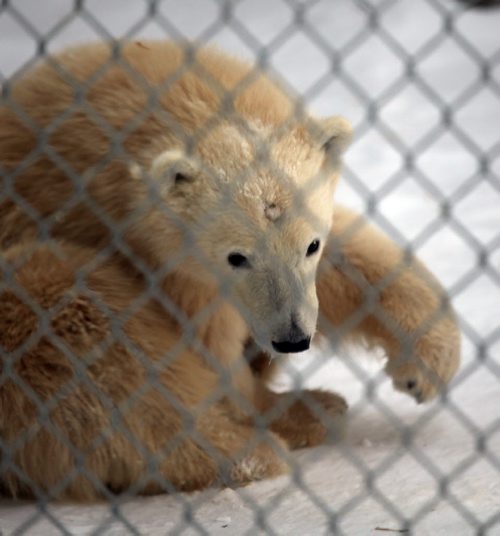 One of two polar bear cubs now on display at the local polar bear jail (Assiniboine Park Zoo) ......See story December 20, 2013 - (Phil Hossack / Winnipeg Free Press)