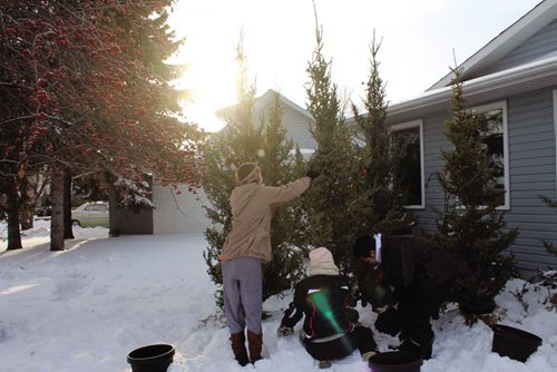 Canstar Community News (From left) Grade 12 students at Vincent Massey Collegiate Sarah Gunther, Mikayla Johnson and Andrew Saygnavong get one of the decorated Christmas trees potted and ready to go. (JORDAN THOMPSON)