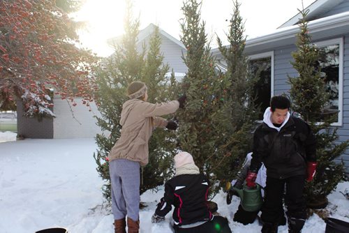 Canstar Community News (From left) Grade 12 students at Vincent Massey Collegiate Sarah Gunther, Mikayla Johnson and Andrew Saygnavong get one of the decorated Christmas trees potted and ready to go. (JORDAN THOMPSON)