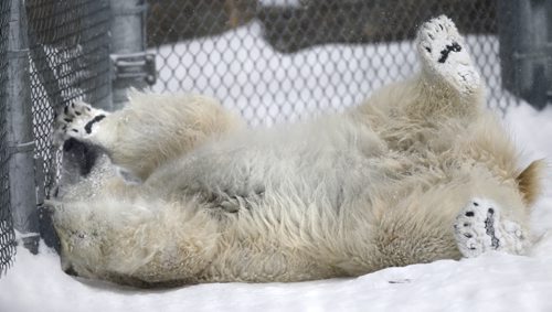 Hudson, the two-year-old polar bear plays in his enclosure in the Assiniboine Zoo Friday.  For  Jessica Botelho-Urbanski  story.  Wayne Glowacki / Winnipeg Free Press Jan.3 2014