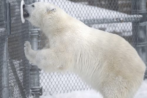 Hudson, the two-year-old polar bear plays in his enclosure in the Assiniboine Zoo Friday.  For  Jessica Botelho-Urbanski  story.  Wayne Glowacki / Winnipeg Free Press Jan.3 2014