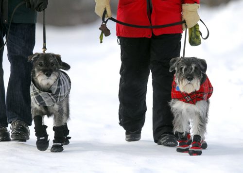 Greg Arason and his wife Margaret walk their dogs Eli and Quito(in red) in Southdale. The cold temperatures didnt stop the couple from getting some exercise. BORIS MINKEVICH / WINNIPEG FREE PRESS January 6, 2014