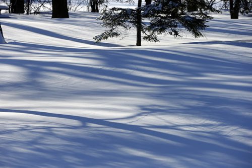 A Fierce & Gentle Cold Äì saturday picture page project - reflections of  trees on fresh snow at Assiniboine Park  JAN. 7 2014 / KEN GIGLIOTTI / WINNIPEG FREE PRESS