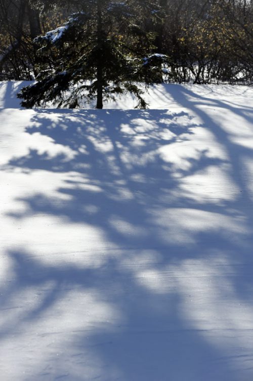 A Fierce & Gentle Cold Äì saturday picture page project , shadows of trees at Assiniboine Park reflected in fresh snow.  JAN. 7 2014 / KEN GIGLIOTTI / WINNIPEG FREE PRESS