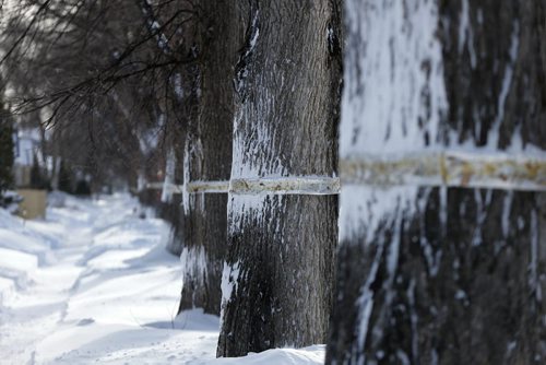 A Fierce & Gentle Cold Äì saturday picture page project , elm trees blasted by a snow blower in the West End , JAN. 7 2014 / KEN GIGLIOTTI / WINNIPEG FREE PRESS