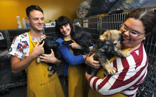 Winnipeg Humane Society staffers from left, Benjamin MacLeod holds Sedona, Laina Hughes with Lenny and Kristina Graham with Sully, these are three of the 17 puppies up for adoption Friday.  (These puppies pictured are from from Berens River) Ashley Prest story. Wayne Glowacki / Winnipeg Free Press Jan.10  2014