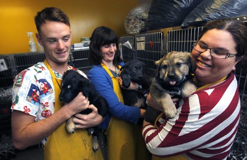 Winnipeg Humane Society staffers from left, Benjamin MacLeod holds Sedona, Laina Hughes with Lenny and Kristina Graham with Sully, these are three of the 17 puppies up for adoption Friday.  (These puppies pictured are from from Berens River) Ashley Prest story. Wayne Glowacki / Winnipeg Free Press Jan.10  2014