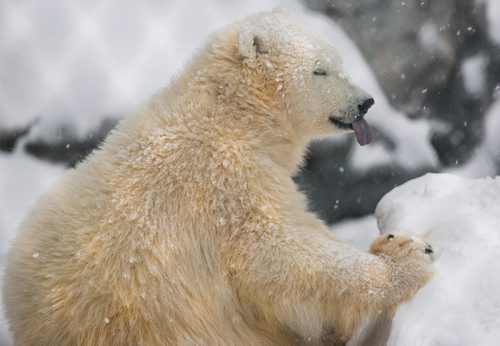 Kaska, one of the female polar bear cubs rescued from the wild munches on a treat at the Assinboine Park Zoo on Tuesday. The zoo's four bears, including three from the wild, two female cubs Kaska and Aurora, and four-year-old male Storm, are all doing well settling in. Hudson and Storm are still in their own enclosures, while Kaska and Aurora share a home.    140115 - Wednesday, {month name} 15, 2014 - (Melissa Tait / Winnipeg Free Press)