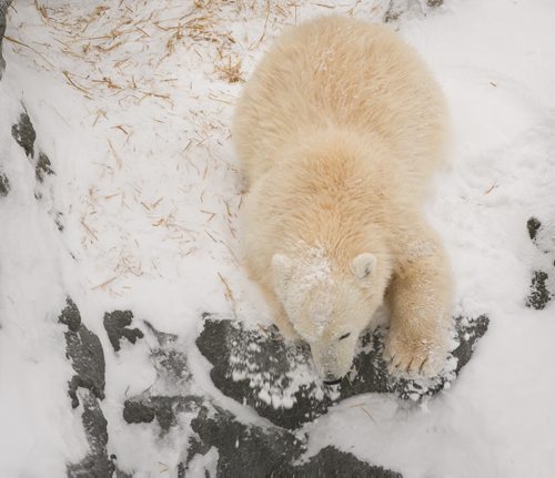 Aurora, one of the female polar bear cubs rescued from the wild, slides down a slope at  the Assinboine Park Zoo on Tuesday. The zoo's four bears, including three from the wild, two female cubs Kaska and Aurora, and four-year-old male Storm, are all doing well settling in. Hudson and Storm are still in their own enclosures, while Kaska and Aurora share a home.    140115 - Wednesday, {month name} 15, 2014 - (Melissa Tait / Winnipeg Free Press)