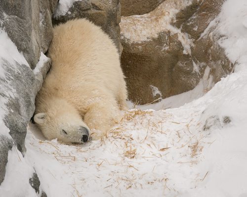 Aurora, one of the female polar bear cubs rescued from the wild, snuggles into a slope at the Assinboine Park Zoo on Tuesday. The zoo's four bears, including three from the wild, two female cubs Kaska and Aurora, and four-year-old male Storm, are all doing well settling in. Hudson and Storm are still in their own enclosures, while Kaska and Aurora share a home.    140115 - Wednesday, {month name} 15, 2014 - (Melissa Tait / Winnipeg Free Press)