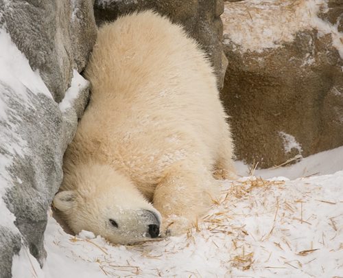 Aurora, one of the female polar bear cubs rescued from the wild, snuggles into a slope at the Assinboine Park Zoo on Tuesday. The zoo's four bears, including three from the wild, two female cubs Kaska and Aurora, and four-year-old male Storm, are all doing well settling in. Hudson and Storm are still in their own enclosures, while Kaska and Aurora share a home.    140115 - Wednesday, {month name} 15, 2014 - (Melissa Tait / Winnipeg Free Press)