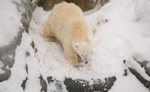 Aurora, one of the female polar bear cubs rescued from the wild, slides down a slope at  the Assinboine Park Zoo on Tuesday. The zoo's four bears, including three from the wild, two female cubs Kaska and Aurora, and four-year-old male Storm, are all doing well settling in. Hudson and Storm are still in their own enclosures, while Kaska and Aurora share a home.    140115 - Wednesday, {month name} 15, 2014 - (Melissa Tait / Winnipeg Free Press)